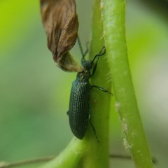 Strongylium crenatum