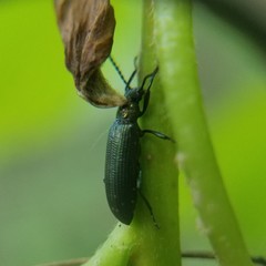 Strongylium crenatum