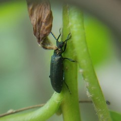 Strongylium crenatum