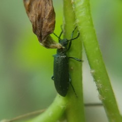 Strongylium crenatum