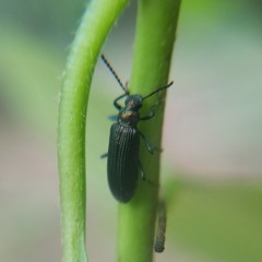 Strongylium crenatum