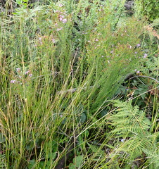 Selago villicaulis