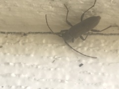 Brothylus gemmulatus