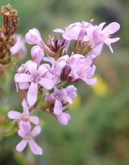 Selago villicaulis
