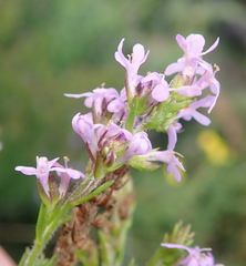 Selago villicaulis