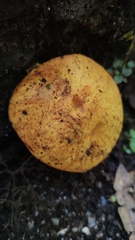 Gymnopilus chilensis