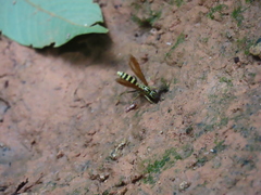 Poecilopompilus mixtus