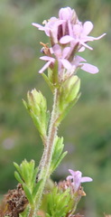 Selago villicaulis