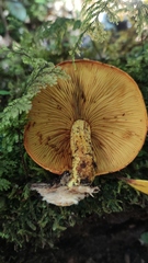 Gymnopilus chilensis