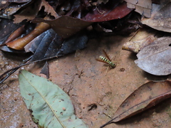 Poecilopompilus mixtus