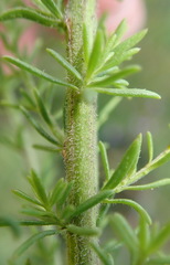 Selago villicaulis