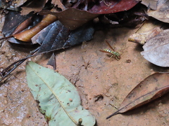 Poecilopompilus mixtus