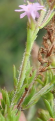 Selago villicaulis