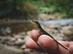 Anolis ventrimaculatus