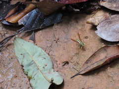 Poecilopompilus mixtus