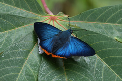 Apyrrothrix hygieia