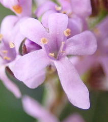Selago villicaulis