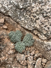 Oreonana vestita
