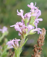 Selago villicaulis