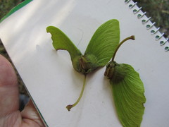 Acridocarpus natalitius natalitius