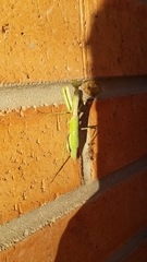 Mantidae