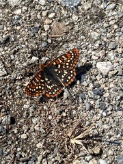 Euphydryas colon