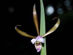Cleistesiopsis bifaria