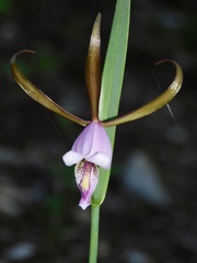 Cleistesiopsis bifaria