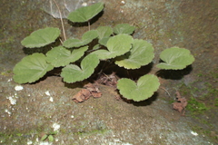Heuchera puberula