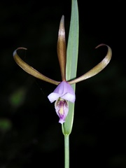Cleistesiopsis bifaria