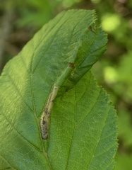 Phyllonorycter alaskana