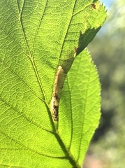 Phyllonorycter alaskana