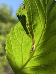 Phyllonorycter alaskana