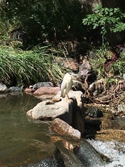 Nycticorax nycticorax