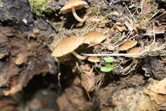 Cystoagaricus