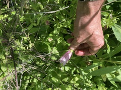 Campanula punctata