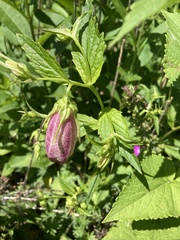Campanula punctata