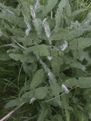 Borago officinalis