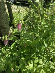 Campanula punctata