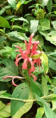Justicia carnea