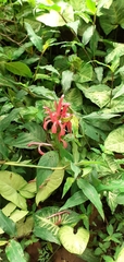 Justicia carnea