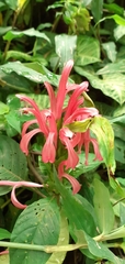Justicia carnea