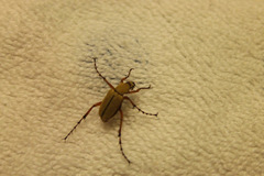 Macrodactylus subspinosus