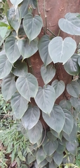 Philodendron hederaceum