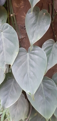 Philodendron hederaceum