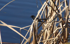 Rhipidura leucophrys leucophrys