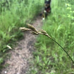 Carex praticola