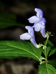 Scutellaria serrata