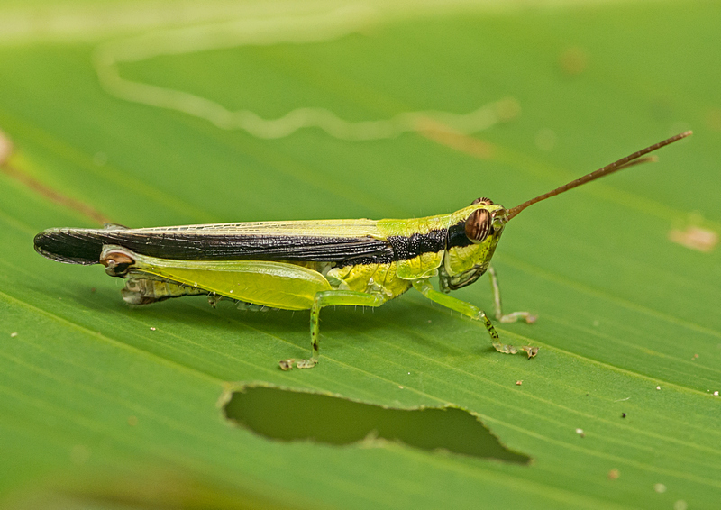 Cornops