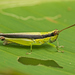 Cornops - Photo (c) djhiker, some rights reserved (CC BY-NC), uploaded by djhiker